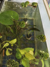 魚(yú)缸造景凈化水質(zhì)肚兜萍水浮萍槐葉萍懶人水草一葉蓮浮萍養(yǎng)魚(yú)龜水 肚兜萍5棵 曬單實(shí)拍圖