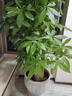 臨雅[同城2小時(shí)達]開(kāi)業(yè)送禮特級發(fā)財樹(shù)天堂鳥(niǎo)綠植大盆栽花卉喬遷植物 【2小時(shí)達】步步高發(fā)財樹(shù)1.6-1.8米【福字盆】 曬單實(shí)拍圖