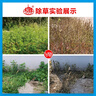 農(nóng)達(dá)美國(guó)孟山都41%草甘膦異丙胺鹽荒地雜草滅生性爛根除草劑農(nóng)藥 200ml【10瓶】 曬單實(shí)拍圖
