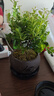 八芽 小葉赤楠盆景擺件室內(nèi)綠植花卉盆栽老樁客廳辦公室桌面好養(yǎng)植物 （【熱銷(xiāo)款】舍得紫砂盆赤楠+苔蘚+底座） 曬單實(shí)拍圖