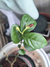 開時(shí)果 茉莉花盆栽濃香型 桌面綠植物陽臺花卉樹苗盆景擺件源頭直發(fā)包郵 精選茉莉花3-6株【加侖盆】 曬單實(shí)拍圖
