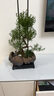 自然空間赤楠盆栽綠植盆景 日照金山造型赤楠+225座+馬+2營(yíng)養液 源頭直發(fā) 曬單實(shí)拍圖