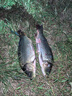 漁之源（Yuzhiyuan）AK魚竿冬釣輕量釣魚竿碳素臺釣鯽魚竿漁具綜合手竿超輕28調6.3米 曬單實拍圖