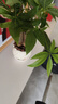 泰西絲三桿發(fā)財樹盆栽綠植擺件客廳辦公桌面+白色堅持陶瓷盆 源頭直發(fā) 曬單實拍圖