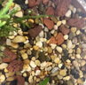 魚缸造景石頭水族箱龜缸多肉底砂雨花石熱敷鵝卵石子 鵝卵石(1-3)厘米一斤 曬單實(shí)拍圖