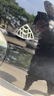 S級奔馳邁巴赫車(chē)標S450 S480 S560 GLS480 S680 GLS600原廠(chǎng)立標后 邁巴赫后標21款 GLS級 曬單實(shí)拍圖