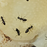 釣之屋DN微物路亞竿DRAGON溪流超軟路亞竿微物釣竿鱒魚馬口青梢軍魚竿 1.68m DN微物系列路亞竿S562UL 曬單實拍圖