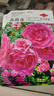 爬藤薔薇花種子四季開花重瓣大花藤本月季爬墻庭院陽臺玫瑰花種籽 薔薇10色以上混裝1000粒 曬單實拍圖