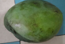 正宗凱特芒果 肉厚甜心芒熱帶當季新鮮水果整箱 帶箱2斤單果300g+ 曬單實拍圖