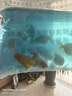 金魚（Jinyu）【精品高質(zhì)】蘭壽金魚淡水錦鯉觀賞魚國粹耐活好養(yǎng) 蘭壽10條4-5CM【顏色隨機】 曬單實拍圖