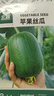 北蔬 蘋(píng)果絲瓜種子種苗菜瓜籽陽(yáng)臺盆栽種植 蘋(píng)果絲瓜種子8粒 曬單實(shí)拍圖