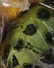 京覓 海南香水檸檬 5斤 單果60g+ 酸爽多汁水果青檸檬厚皮 源頭直發(fā) 曬單實(shí)拍圖