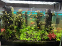 寵小俠純種孔雀魚觀賞魚好養(yǎng)耐活淡水小型魚熱帶魚鳳尾熱帶魚小魚苗 練手孔雀2-3cm60條（40送20備損 曬單實(shí)拍圖