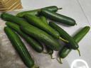 京喜加新鮮無(wú)刺水果小黃瓜小青瓜脆甜荷蘭脆嫩生吃黃瓜蔬菜 水果黃瓜 2斤 帶箱活動(dòng) 曬單實(shí)拍圖