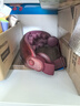 飛利浦（PHILIPS）美眼寶潤眼儀【重磅新品】眼部護眼儀蒸汽眼罩熱敷霧化按摩干澀眼送女友老婆老師教師節(jié)禮物5204E 曬單實拍圖