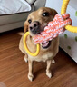 阿莫爾狗狗玩具互動拉力環(huán)小型犬泰迪比熊磨牙潔齒自嗨解悶?zāi)鸵ЮK結(jié)用品 綠色 大型犬適用 曬單實拍圖