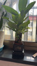 發(fā)財樹(shù)盆栽大植物室內辦公室桌面客廳小盆景招財樹(shù)苗綠植花卉盆栽 三桿發(fā)財樹(shù) 5-8cm【四方塑膠盆】 【送肥料】 曬單實(shí)拍圖