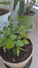 茉莉花苗盆栽帶花苞九里香老樁花卉植物室內(nèi)濃香四季開(kāi)花好養(yǎng) 大份茉莉花【4-6顆】花苞飽滿 曬單實(shí)拍圖