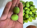 沃江源【加冰順豐發(fā)貨】湖北洪湖新鮮嫩蓮子生吃水果蓮子鮮甜蓮米現(xiàn)采摘 2斤裝 曬單實拍圖