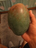正宗凱特芒果 肉厚甜心芒熱帶當季新鮮水果整箱 帶箱2斤單果300g+ 曬單實拍圖