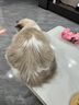 小熊（Bear）高硼硅玻璃飯盒 保鮮盒便當(dāng)盒餐盒可微波爐耐熱輕便上班族帶飯  曬單實(shí)拍圖