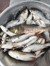 龍王恨魚餌野戰(zhàn)藍(lán)鯽X5釣魚餌料老三樣野釣鯽魚酒米窩料紅蟲拉絲粉 野戰(zhàn)藍(lán)鯽（300g） 【1包】 曬單實(shí)拍圖