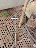 福利達除草專(zhuān)用小鋤頭家用種菜鋤草神器工具全鋼加厚菜園地錳鋼鏟子小型 曬單實(shí)拍圖