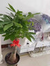 靜黛軒發(fā)財樹(shù)盆栽室內大型綠植客廳大盆栽喬遷開(kāi)業(yè)招財好養植物 【養死包賠】精品獨桿1.3-1.4m（原土盆 ） 含盆 曬單實(shí)拍圖