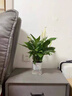 水培白掌一帆風(fēng)順盆栽帶花室內(nèi)客廳植物四季常青好養(yǎng)活新家綠植 A級白掌+早安吸水盆 2盆裝 曬單實拍圖