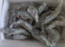 海云馨蝦活蝦速凍生鮮青島大蝦海蝦海鮮水產(chǎn)鮮活冷凍凍蝦超大白蝦 16-18cm整箱 3斤(凈重)  活蝦速凍 曬單實(shí)拍圖