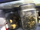 龍士達(dá)玻璃瓶密封罐 1.7L 3只裝儲物罐泡酒瓶泡菜瓶雜糧茶葉干果零食瓶 曬單實(shí)拍圖