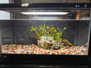 小米（MI）智能魚缸小型水族箱語音遙控APP定時喂食智能聯(lián)動生態(tài)過濾 米家智能魚缸 曬單實拍圖