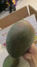 京鮮生 攀枝花凱特芒果 凈重4.5斤 單果600g 水果 源頭直發(fā)【搜生鮮館】 曬單實拍圖