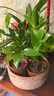 花行榜竹柏盆栽水培驅(qū)蚊植物綠植盆栽四季常青10棵（不含瓶）源頭直發(fā) 曬單實(shí)拍圖