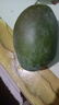 【新鮮上市】正宗攀枝花凱特芒果新鮮水果 帶箱2斤200g+ 曬單實拍圖