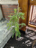 意軒凌霄花苗爬藤植物美國凌霄大苗陽(yáng)臺庭院花卉多花紫藤樹(shù)苗盆栽地栽 凌霄苗主桿直徑2厘米 曬單實(shí)拍圖