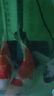 海甲衛（HAKAWIN）魚(yú)缸水泵超靜音潛水泵底吸過(guò)濾抽水泵魚(yú)池循環(huán)泵變頻水泵 12W 曬單實(shí)拍圖