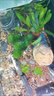 寵小俠純種孔雀魚(yú)觀(guān)賞魚(yú)好養耐活淡水小型魚(yú)熱帶魚(yú)鳳尾熱帶魚(yú)小魚(yú)苗 練手孔雀魚(yú)15條+可食用半年魚(yú)糧80g 曬單實(shí)拍圖