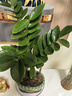 愛(ài)優(yōu)尚金錢(qián)樹(shù)盆景辦公室桌面盆栽室內客廳綠植好養錢(qián)串子招財樹(shù)源頭直發(fā) 曬單實(shí)拍圖