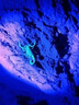 天火（SkyFire）辰龍穿天炮手電筒知了猴激光強(qiáng)光戶外家用充電超亮遠(yuǎn)射超長(zhǎng)續(xù)航 辰龍/1800LM/送聚焦透鏡/標(biāo)配 曬單實(shí)拍圖