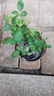 爬藤植物藤本月季花苗四季花卉濃香型玫瑰盆栽庭院陽臺(tái)薔薇花苗 藤彩虹 帶土發(fā)貨 15-25厘米高 曬單實(shí)拍圖