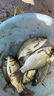 久巖 新關(guān)東魚(yú)鉤成品綁好子線(xiàn)雙鉤套裝黑坑鯽魚(yú)鯉魚(yú)鰱鳙大物無(wú)刺魚(yú)鉤 80cm新關(guān)東無(wú)刺【鉤4+3.5 鉤5+4.0】 曬單實(shí)拍圖