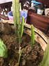 令箭荷花帶根花苗盆栽室內(nèi)外花卉植物多肉陽臺觀賞重瓣售嫁接枝條 玫紅10~20cm高一盆多顆原盆土 不含盆 曬單實拍圖