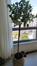 【不帶果】香水檸檬樹苗大型綠植盆栽客廳室內(nèi)陽臺四季開花結(jié)果 1.6-1.8米+編織藍+托盤 曬單實拍圖