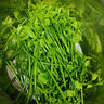趣果邦順豐包郵新鮮樹(shù)仔菜天綠香海南五指山野菜特色蔬菜私房菜產(chǎn)地直銷(xiāo)2斤裝【泡沫箱冰箱保鮮發(fā)貨】 曬單實(shí)拍圖