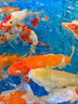 統(tǒng)一 魚糧錦鯉育成稚魚500g 金魚血鸚鵡魚食魚糧上浮不渾水魚糧 曬單實拍圖