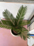 鐵樹(shù)盆栽小樹(shù)苗大盆景蘇鐵開(kāi)花公母一對門(mén)口客廳室內綠植好養植物 鐵樹(shù)3-5cm球莖粗（含加侖盆） 曬單實(shí)拍圖