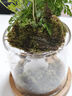 八芽趣味鮮活苔蘚微型景觀(guān)創(chuàng  )意室內桌面生態(tài)綠植盆栽盆景懶人好養植物 觀(guān)山狼尾蕨-小白熊-含竹底托 帶玻璃杯 曬單實(shí)拍圖