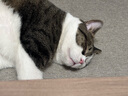 綠聯(lián)八類(lèi)純銅網(wǎng)線 CAT8類(lèi)萬(wàn)兆屏蔽網(wǎng)絡(luò)連接線 rog游戲電競(jìng)8芯雙絞線 家用電腦寬帶成品跳線2米80431 曬單實(shí)拍圖