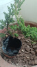 買(mǎi)一送一迎客松盆景造型真樹(shù)盆景室內外辦公桌松柏景觀(guān)樹(shù)盆栽耐寒 【店長(cháng)推薦】12年苗2棵+肥+送盆 曬單實(shí)拍圖